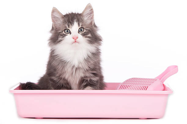 Cat Litter and Litter Trays